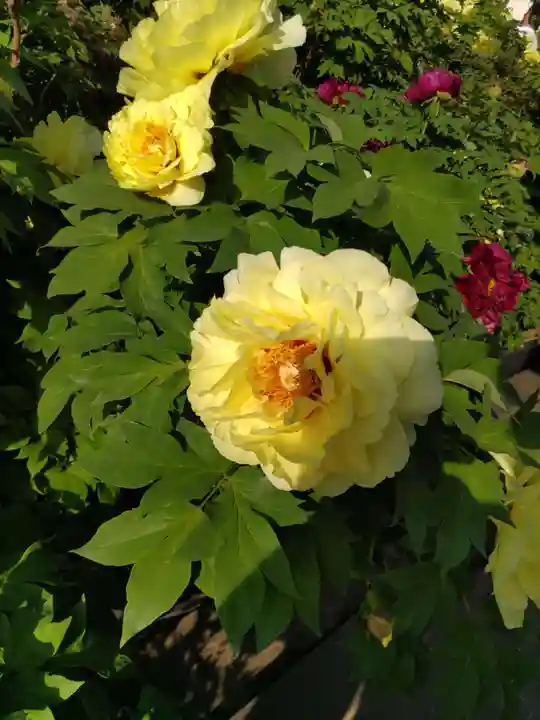 少林寺(埼玉県)