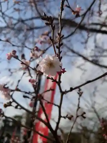 櫻岡大神宮の自然