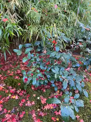 宝厳院(京都府)