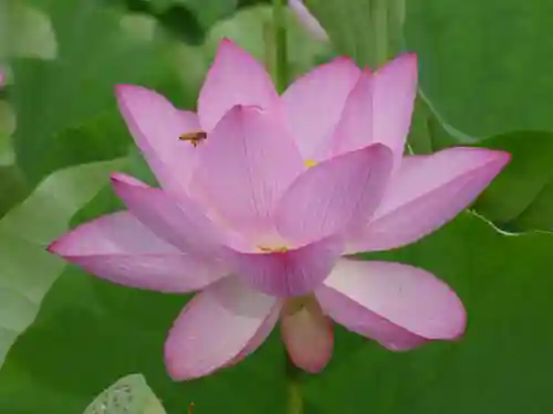 長谷寺(古河長谷観音)(茨城県)