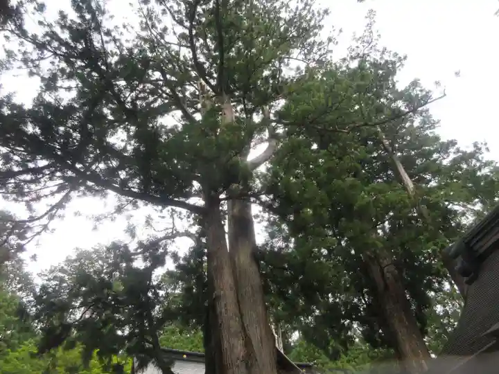 三峯神社(埼玉県)