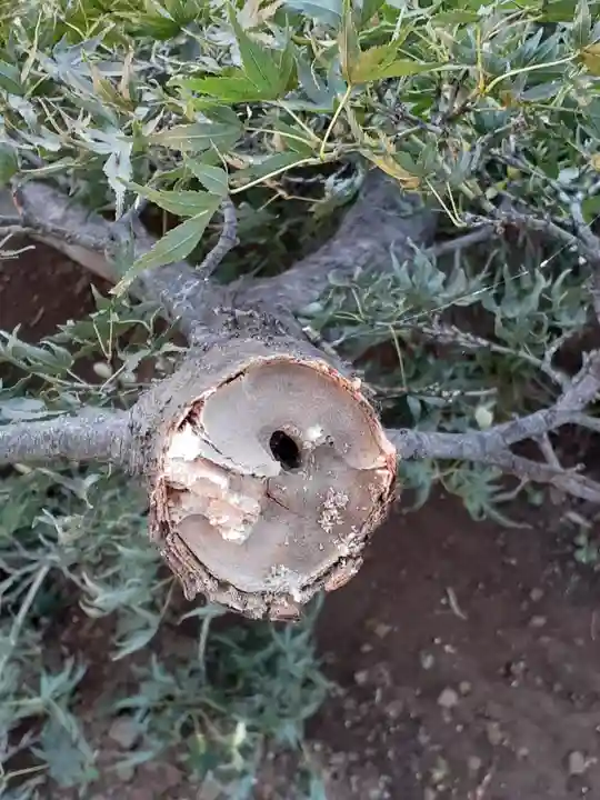 伏木香取神社の自然