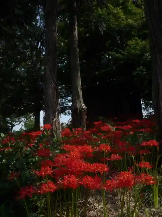 駒形神社の自然