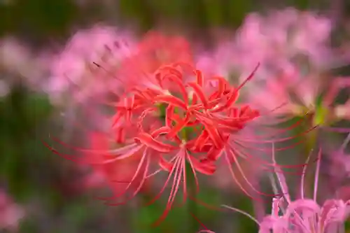 横浜　西方寺の自然
