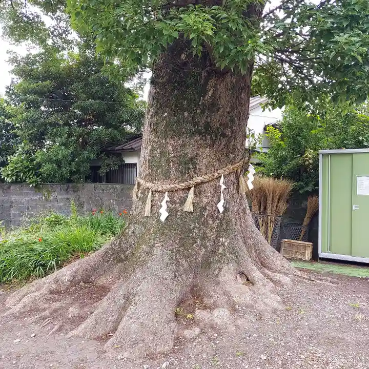上清水八幡神社の自然