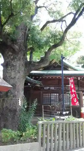 立石熊野神社の自然