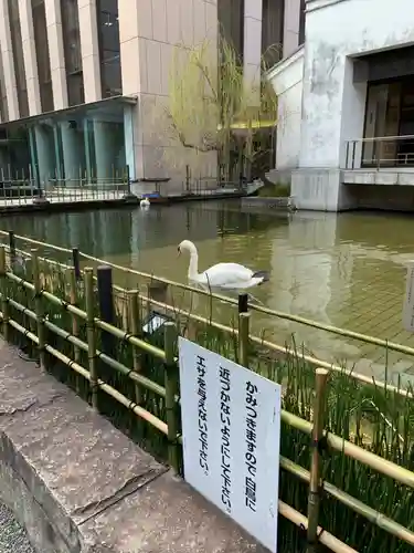 頂法寺（六角堂）の動物