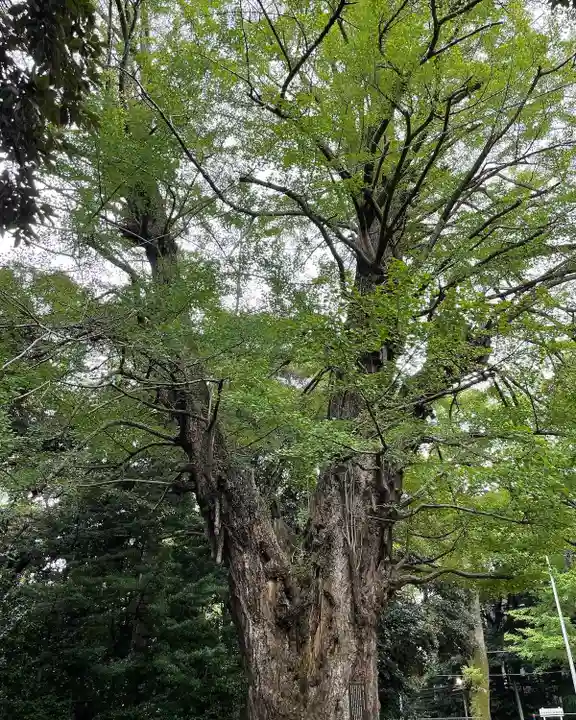 赤坂氷川神社(東京都)