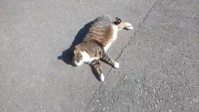 御誕生寺（猫寺）(福井県)