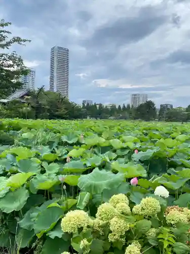 寛永寺不忍池弁天堂の景色