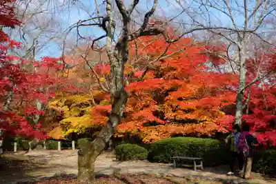 勝持寺（花の寺）(京都府)