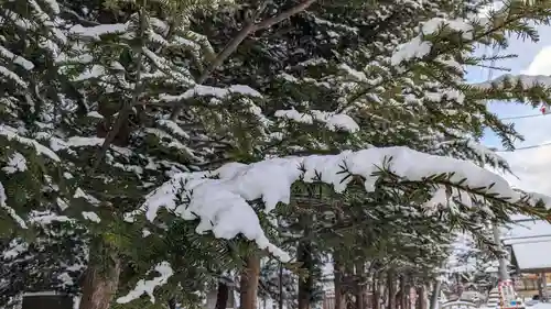 旭川神社の自然