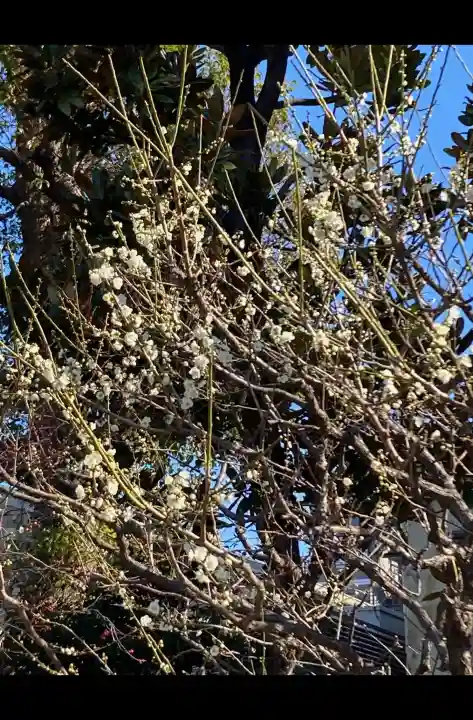 亀戸天神社の{uncategorized: "未分類", other: "その他", undefined: "問題あり", building: "その他建物", grave: "お墓", sacred_gate: "鳥居", guardian: "狛犬", statue: "像", buddha: "仏像", history: "歴史", nature: "自然", garden: "庭園", animal: "動物", pagoda: "塔", temizu: "手水舎", mountain_gate: "山門・神門", sanctuary: "本殿・本堂", subordinate: "末社・摂社", art: "芸術", scenery: "景色", jizo: "地蔵", ema: "絵馬", goshuin: "御朱印", omikuji: "おみくじ", items: "授与品その他", amulet: "お守り", goshuincho: "御朱印帳", eats: "食事", festival: "お祭り", votive_dance: "神楽", shichigosan: "七五三参", wedding: "結婚式", experience: "体験その他", initially: "初詣", around: "周辺", anti_infection: "感染症対策"}