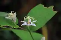 三春大神宮の自然
