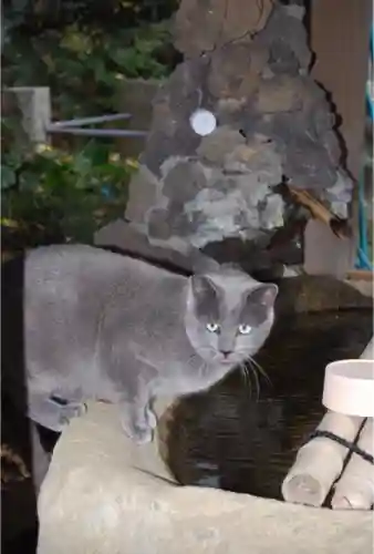 前原御嶽神社の動物