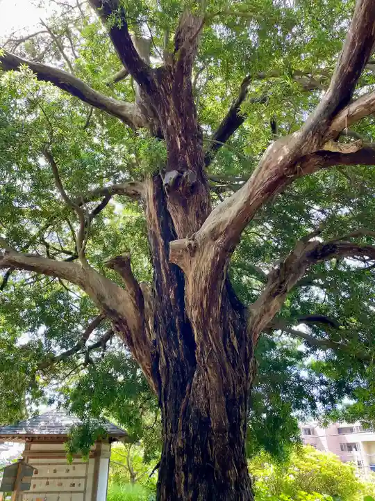 安養院 (田代寺)(神奈川県)