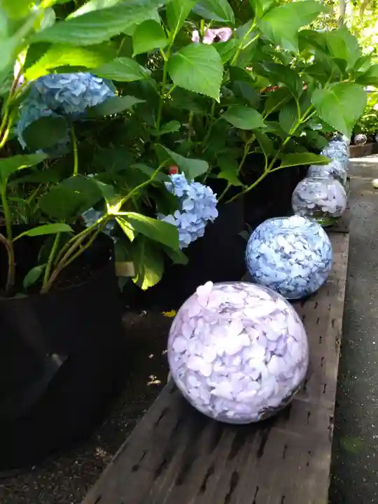 般若寺 ❁コスモス寺❁(奈良県)