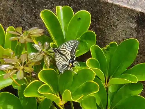 大物主神社の動物