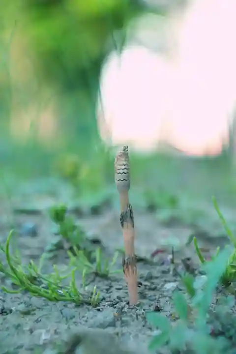 正安寺(神奈川県)