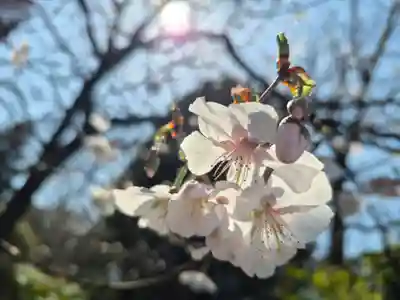 出雲大社相模分祠(神奈川県)