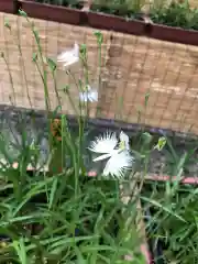 坐摩神社の自然