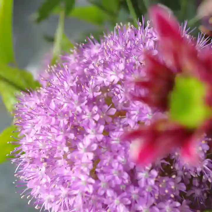 三津厳島神社の自然
