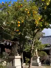 姫路神社の自然