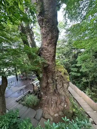 來宮神社(静岡県)
