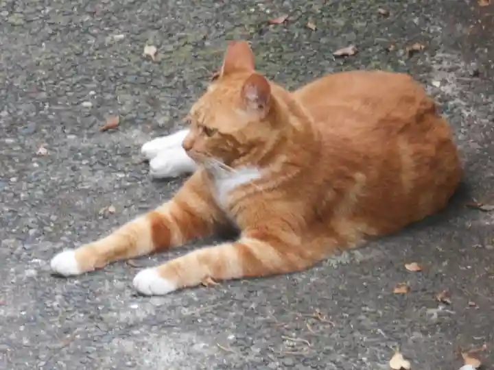 海南神社の動物
