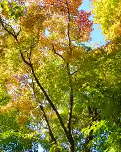 伊達神社の自然(2022年10月26日(水) 18時43分28秒投稿)
