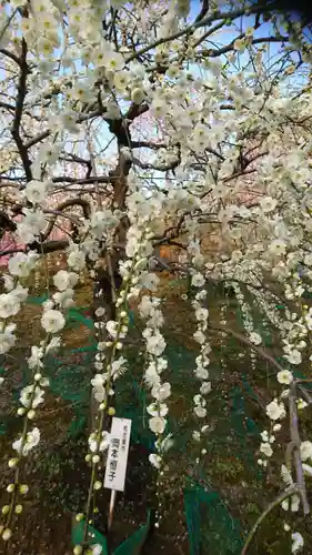 大縣神社の自然