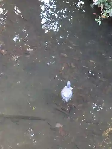 進雄神社の動物