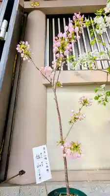 十番稲荷神社の自然