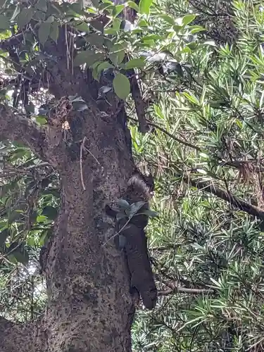 元城町東照宮の動物