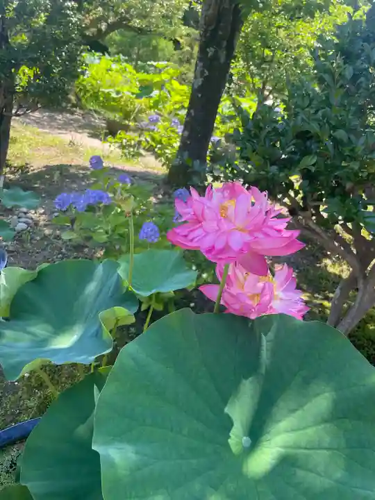 法金剛院(京都府)