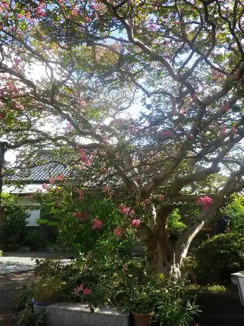 補陀洛寺の自然