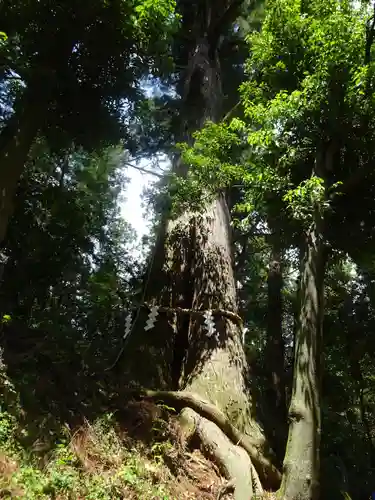 塩船観音寺(東京都)
