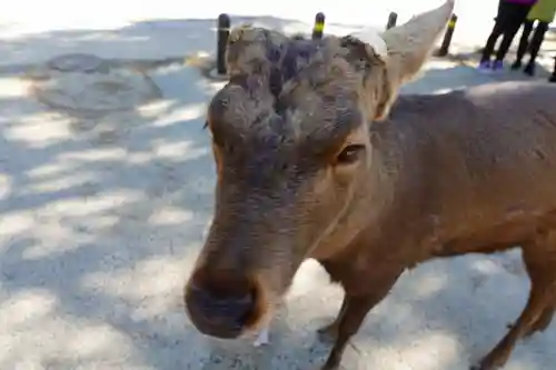 春日大社の動物