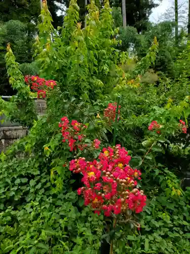 沙沙貴神社の自然