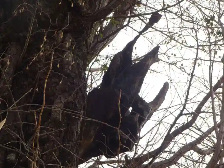 飛木稲荷神社の自然