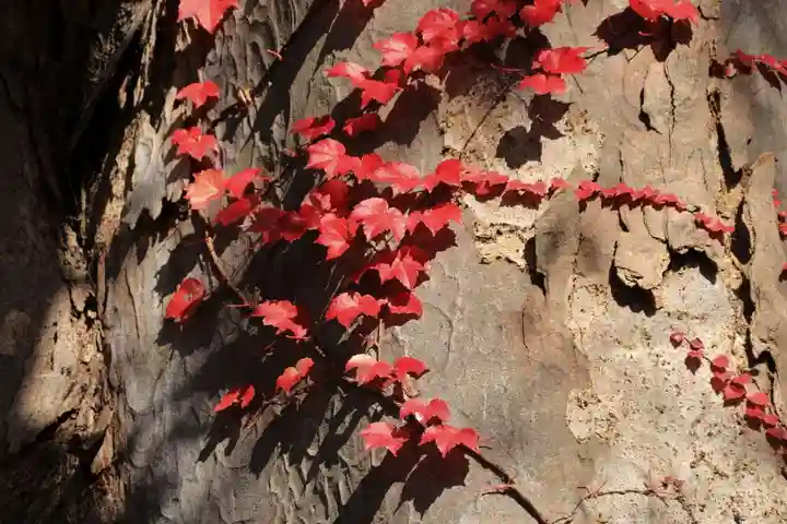 愛宕神社の自然
