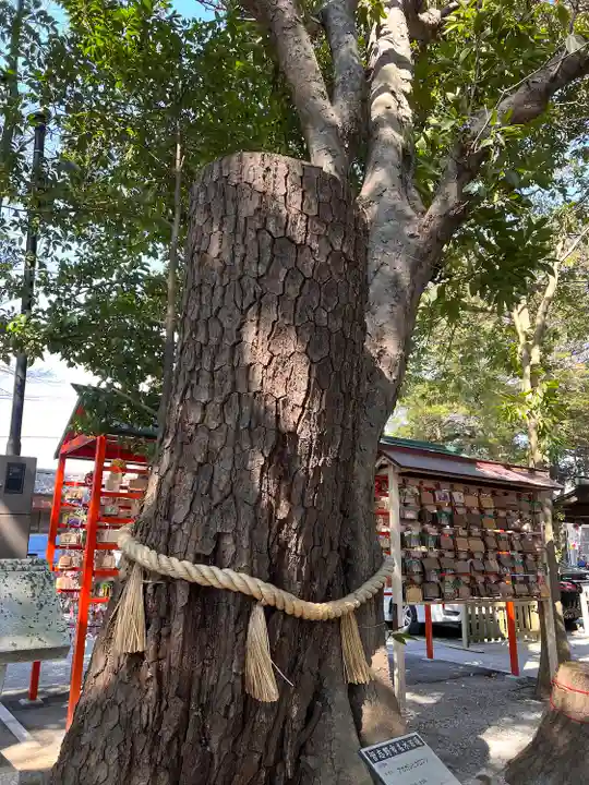 大宮・大原神社の自然