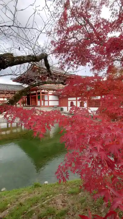平等院の{uncategorized: "未分類", other: "その他", undefined: "問題あり", building: "その他建物", grave: "お墓", sacred_gate: "鳥居", guardian: "狛犬", statue: "像", buddha: "仏像", history: "歴史", nature: "自然", garden: "庭園", animal: "動物", pagoda: "塔", temizu: "手水舎", mountain_gate: "山門・神門", sanctuary: "本殿・本堂", subordinate: "末社・摂社", art: "芸術", scenery: "景色", jizo: "地蔵", ema: "絵馬", goshuin: "御朱印", omikuji: "おみくじ", items: "授与品その他", amulet: "お守り", goshuincho: "御朱印帳", eats: "食事", festival: "お祭り", votive_dance: "神楽", shichigosan: "七五三参", wedding: "結婚式", experience: "体験その他", initially: "初詣", around: "周辺", anti_infection: "感染症対策"}