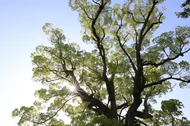 白鳥神社の自然