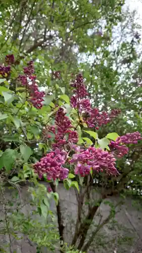 相馬神社の自然