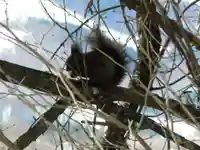 留辺蘂神社の動物