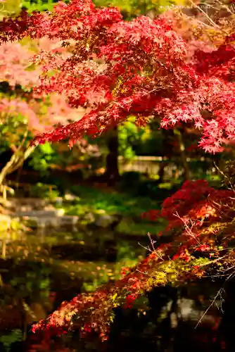 鶴岡八幡宮の自然