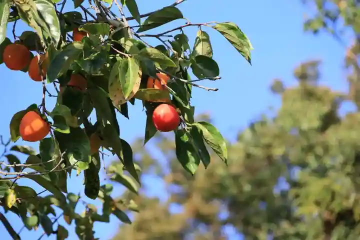 阿久津「田村神社」(郡山市阿久津町)旧社名:伊豆箱根三嶋三社の自然
