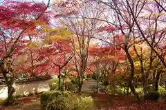 勝持寺（花の寺）の自然