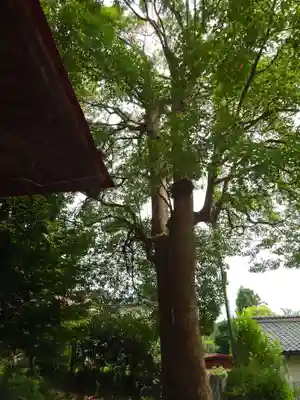 日枝神社の自然